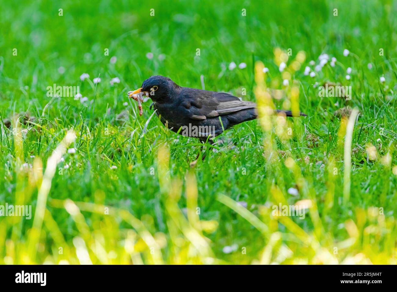 Common blackbird turdus merula perched hi res stock photography and Common blackbird turdus merula perched hi res stock photography and