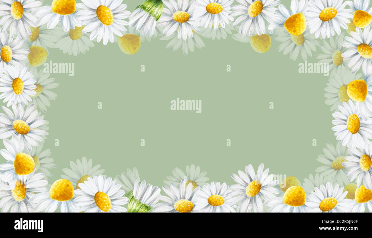 ite daisy flowers frame isolated. Chamomile. Beauty products and botany set, cosmetology and medicine. For designers, spa decoration, postcards, wrapp Stock Photo