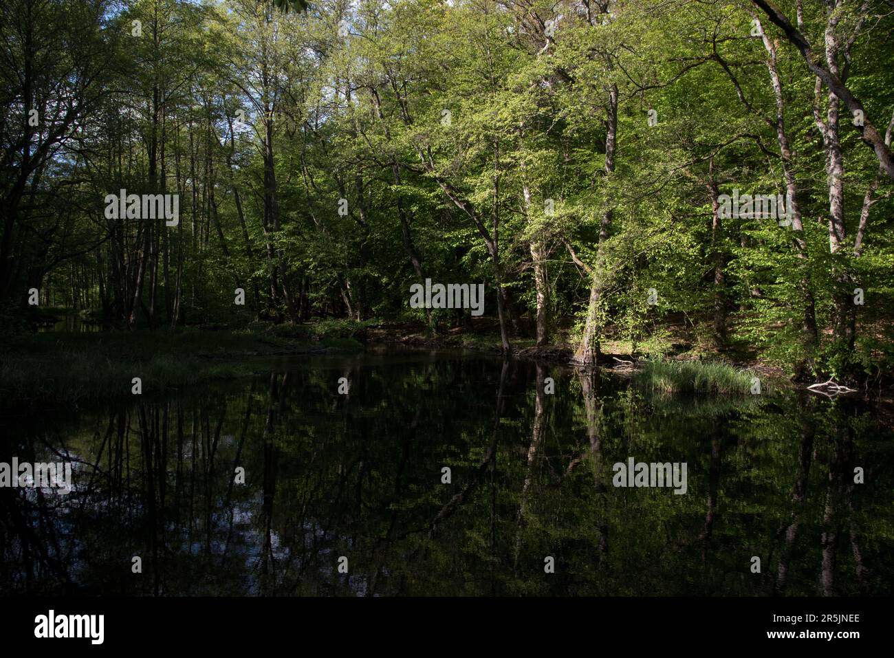K striner Bach Is A Small River Running Through Natural Common Beech 