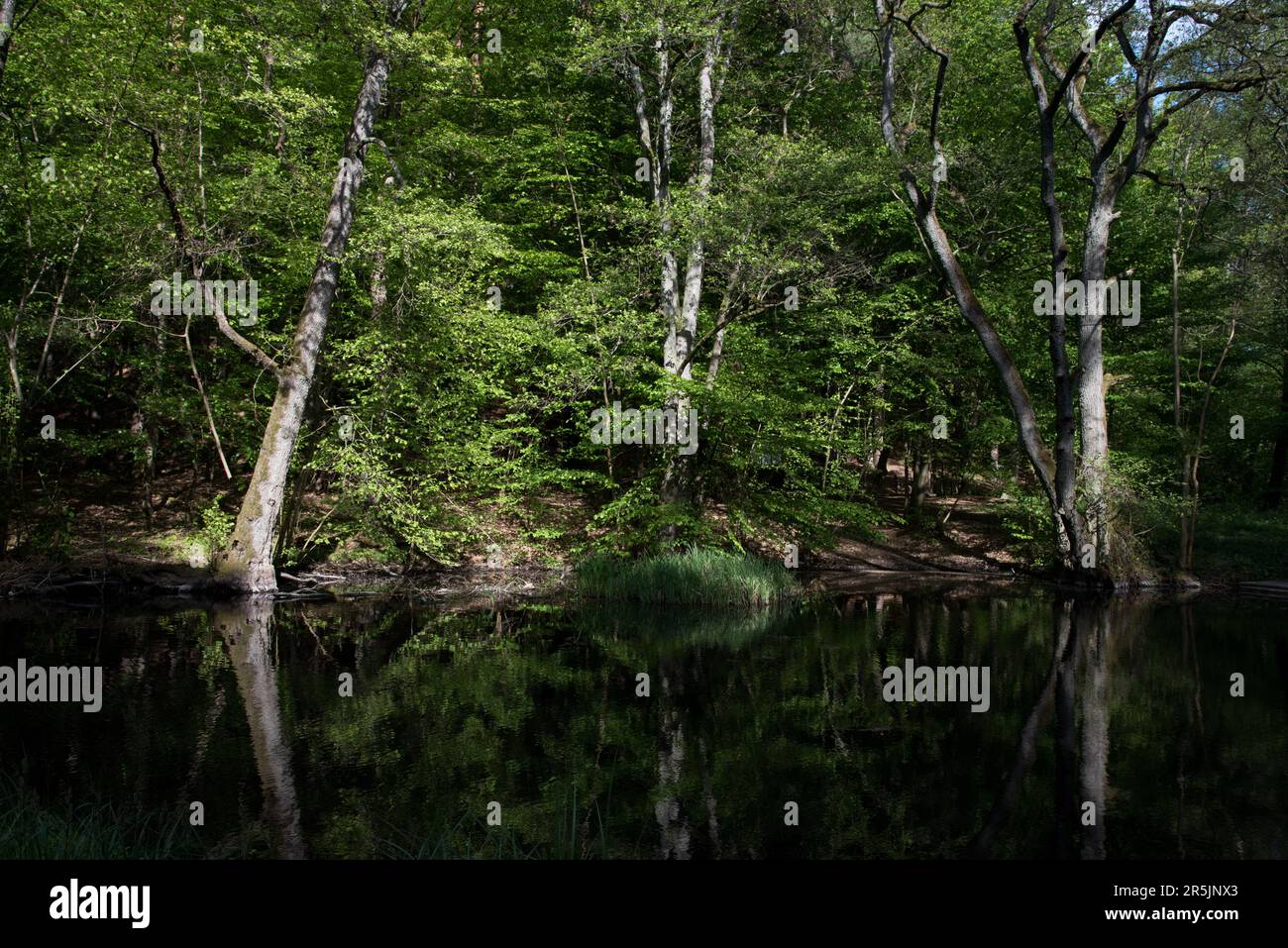 K striner Bach Is A Small River Running Through Natural Common Beech 