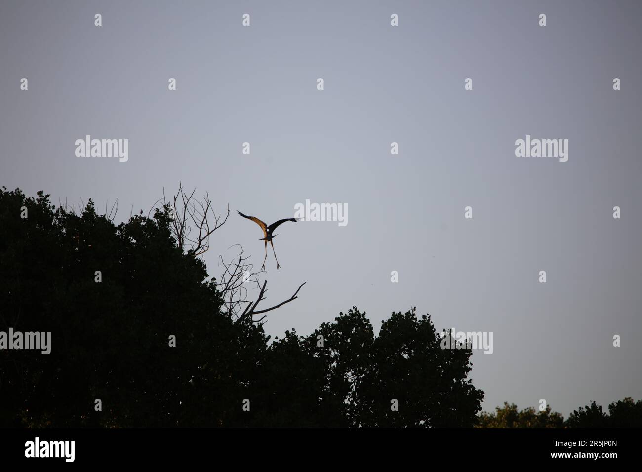 Great Grey Heron Landing in a Cottonwood Tree Stock Photo