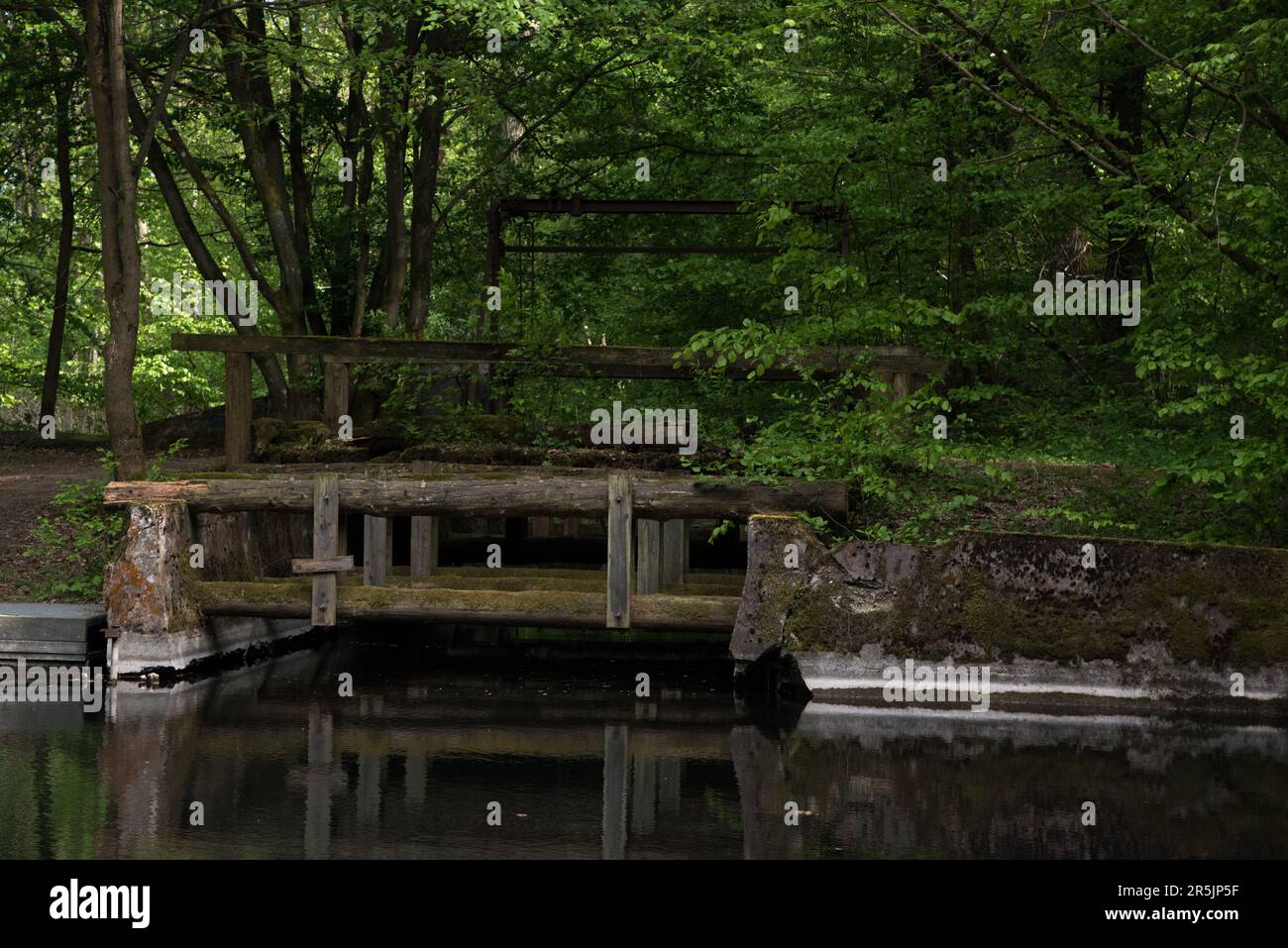 K striner Bach Is A Small River Running Through Natural Common Beech 