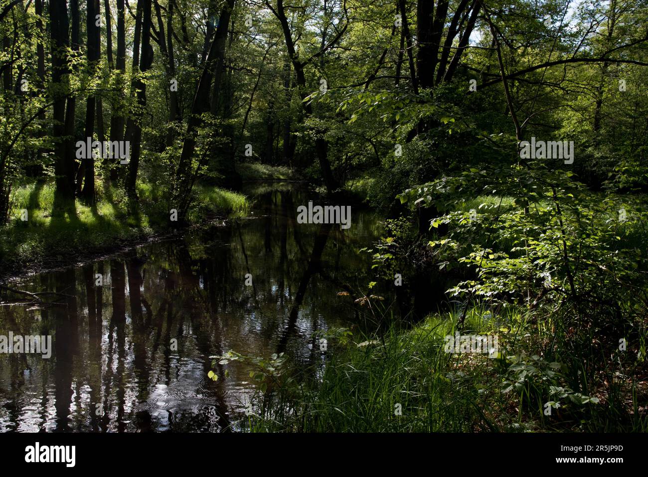 K striner Bach Is A Small River Running Through Natural Common Beech 