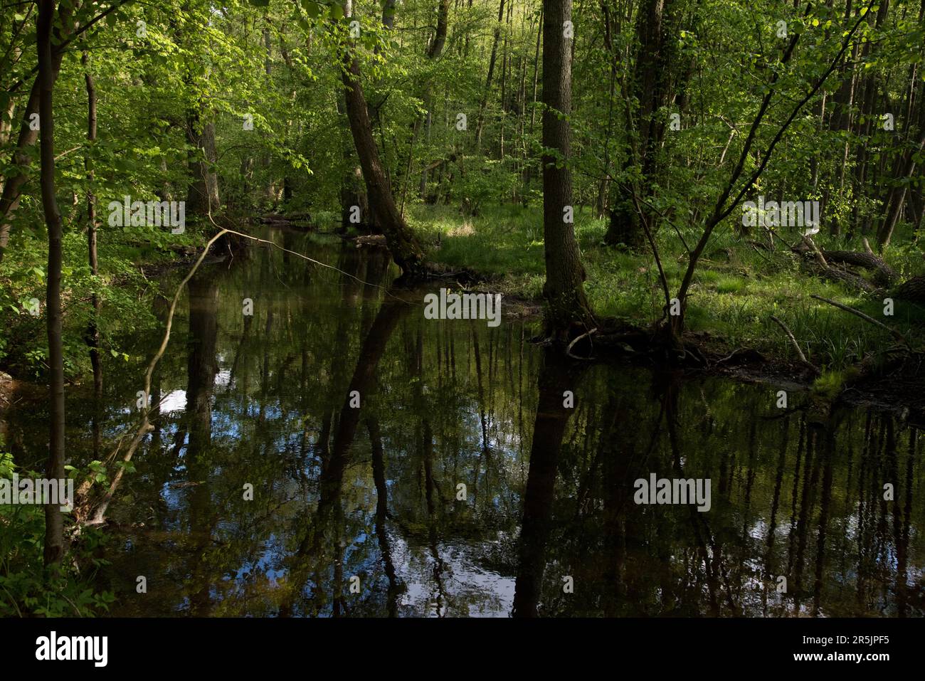 K striner Bach Is A Small River Running Through Natural Common Beech 