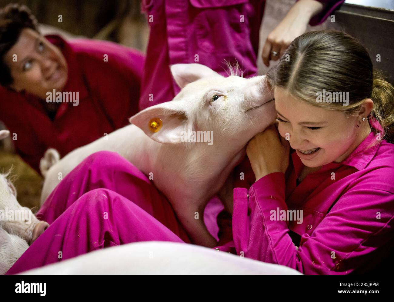 HOOGELOON - A girl cuddles with a piglet in the stable of organic company  De Beukentuin. Visitors can visit the farm to see and pet pigs up close.  ANP KOEN VAN WEEL