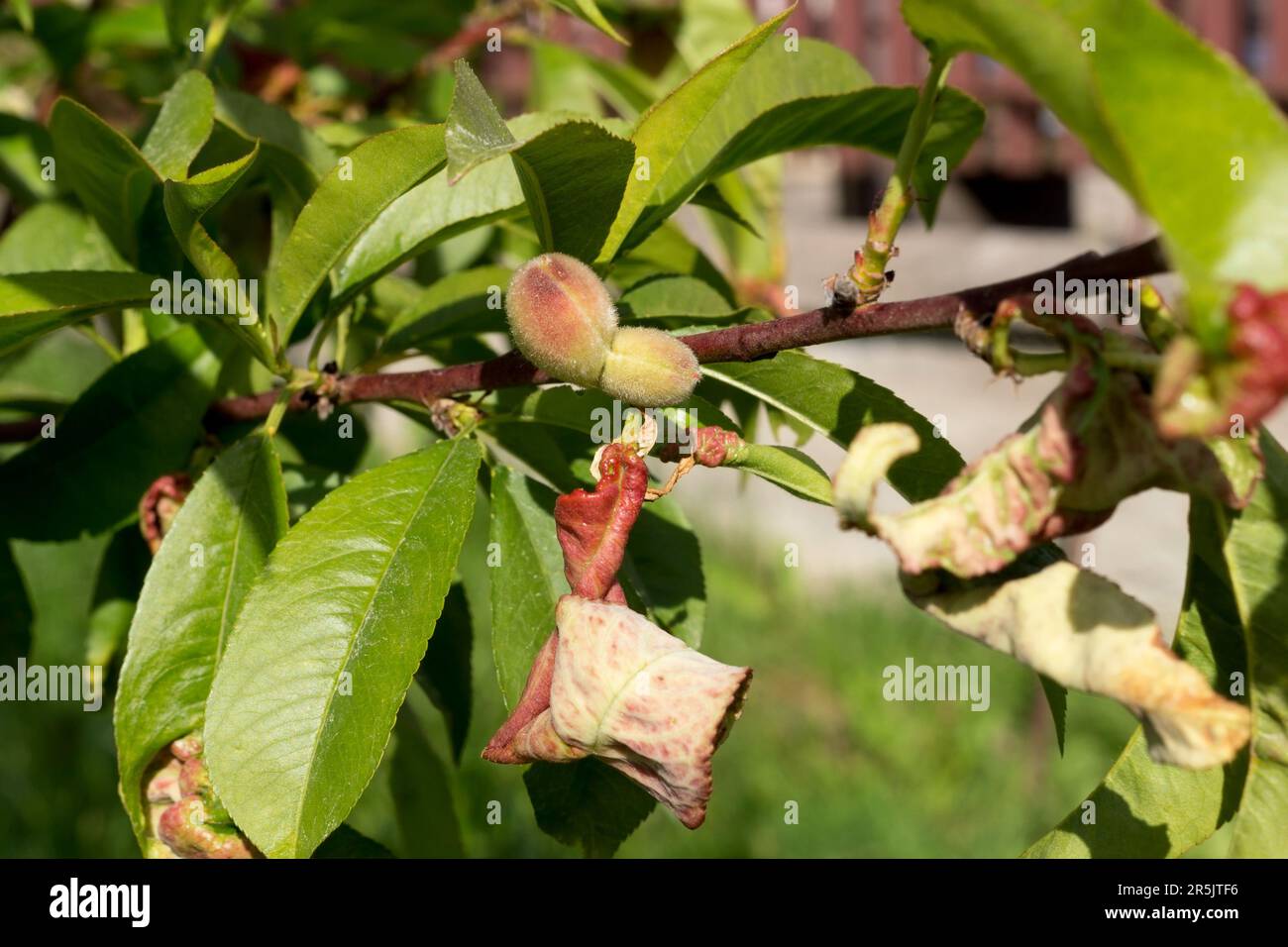 Peach tree disease. Branch of a peach tree with leaf curl caused by a fungus Taphrina deformans. Stock Photo