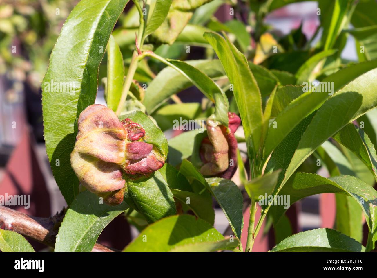 Leaf curl on a peach tree branch. Fungal disease of fruit trees Taphrina deformans. Gardening. Stock Photo