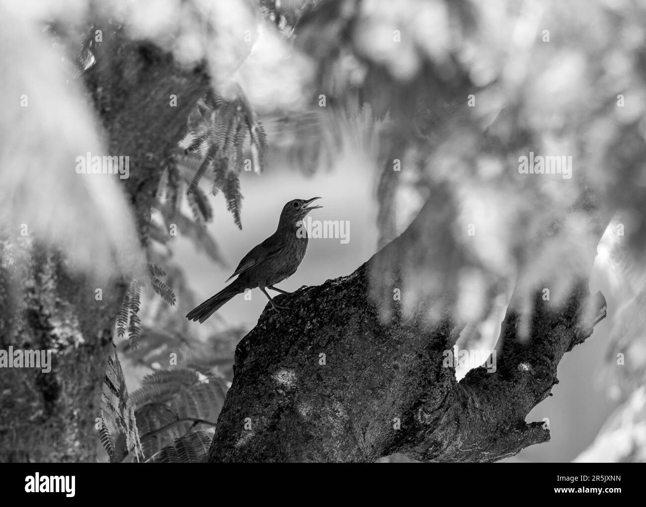 Black and white photo of a small bird in the branches of a tree Stock