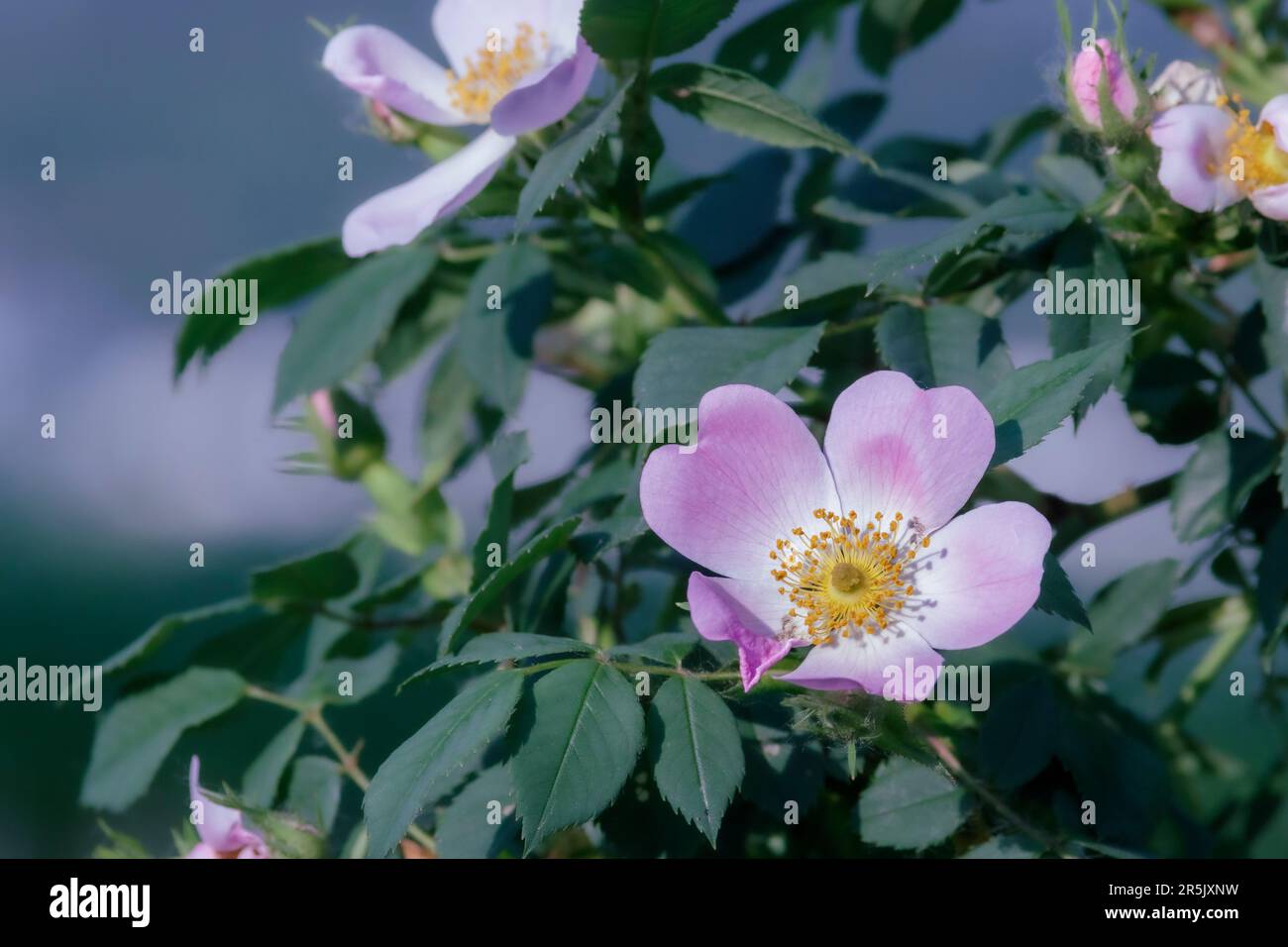 A dog rose, a spontaneous spring flower often found on roadsides Stock Photo