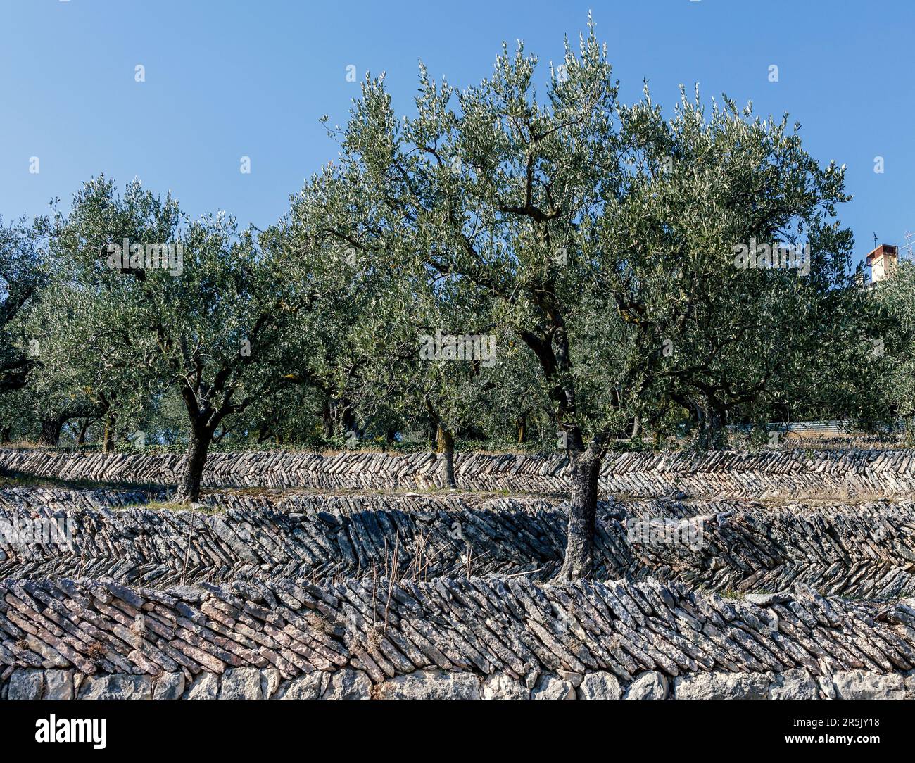 An olive grove on the ancient dry stone wall terraces in Valpolicella ...