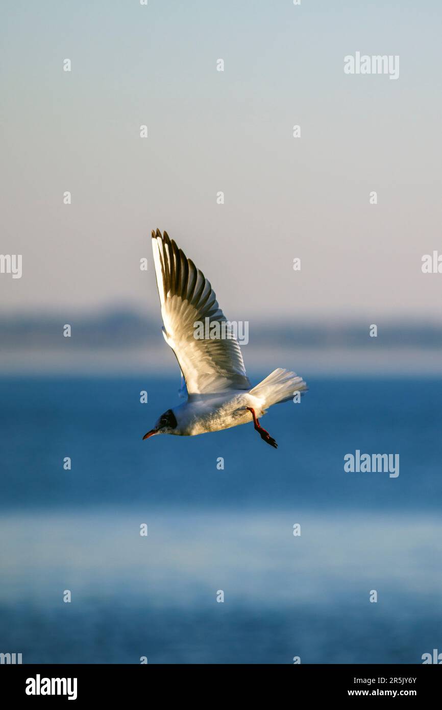 A white seagull with a dark muzzle flying over Lake Garda Stock Photo