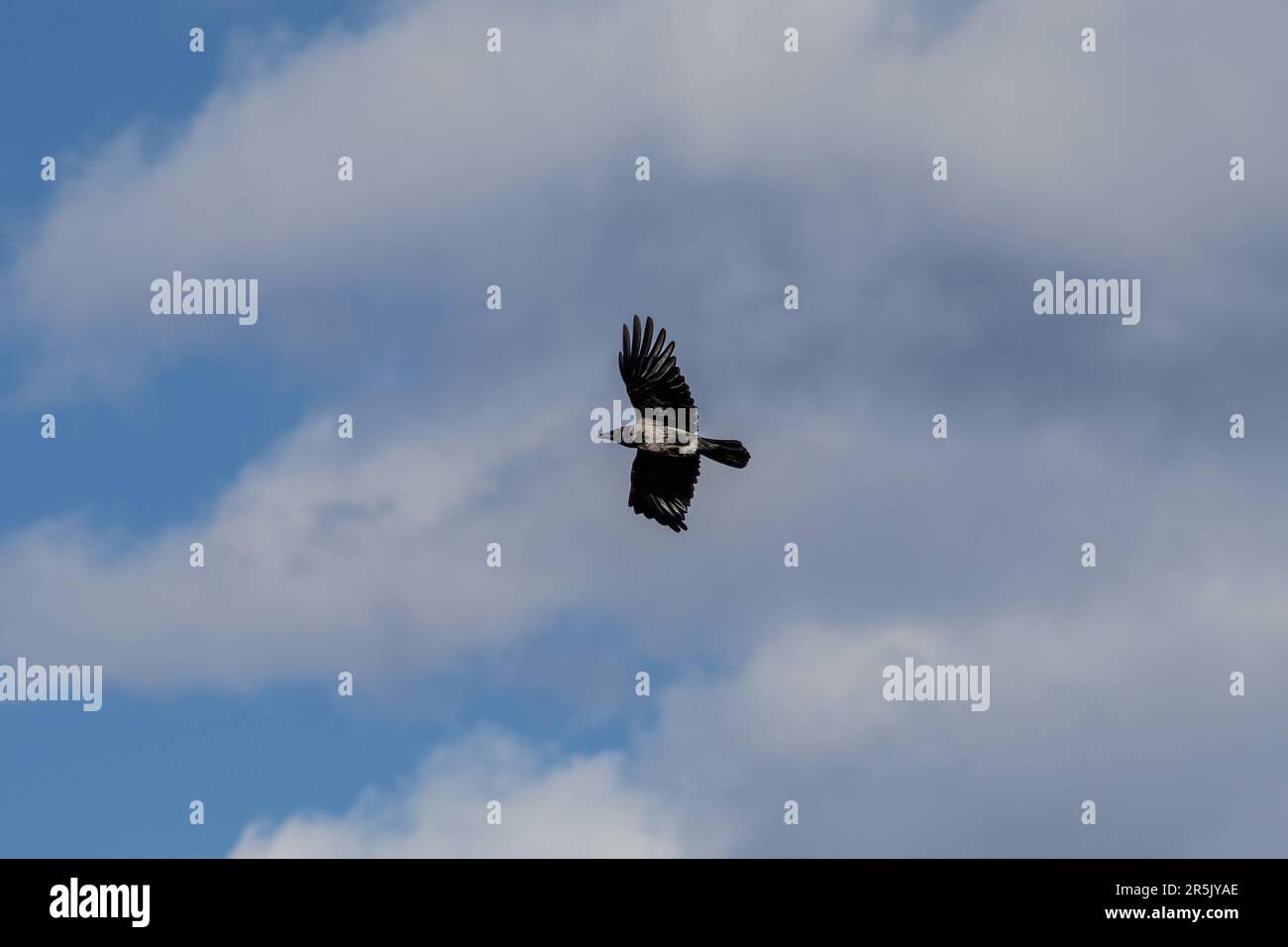 A crow flying in the sky. The crow, also known by the names of common ...