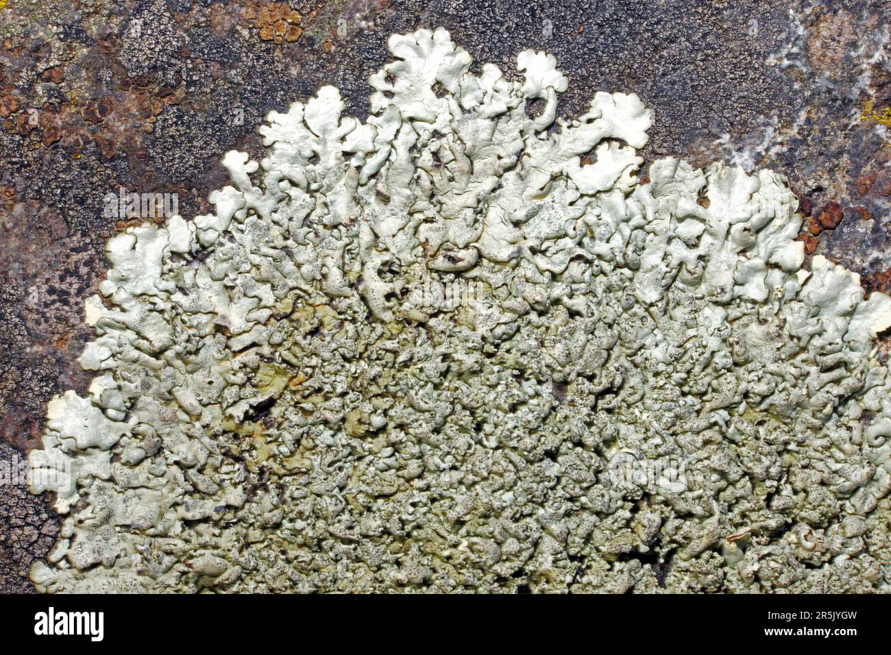 Xanthoparmelia stenophylla is a foliose lichen found on well-lit rocks especially near the sea. It has a cosmopolitan distribution. Stock Photo