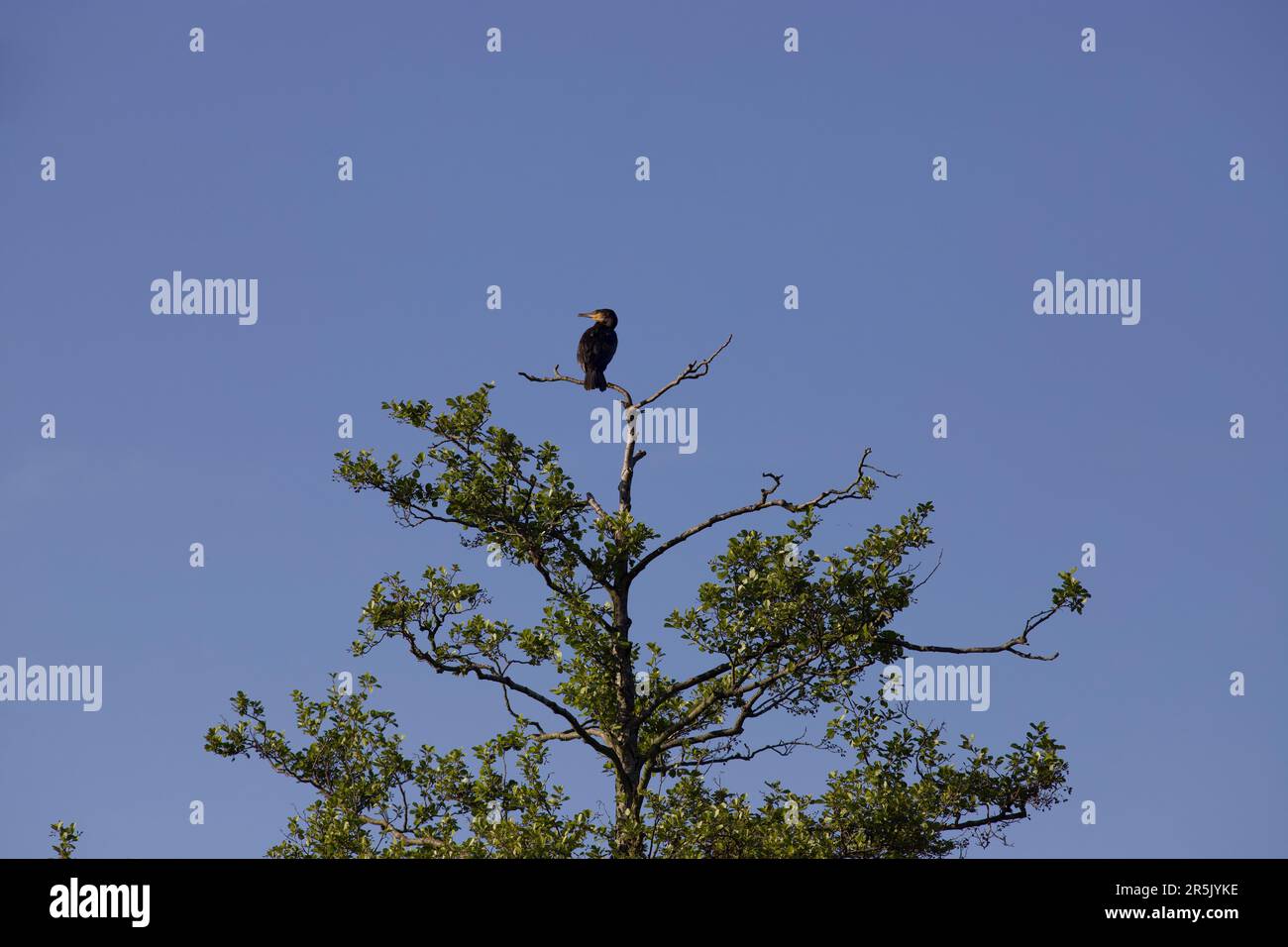 High on a tree hi-res stock photography and images - Alamy