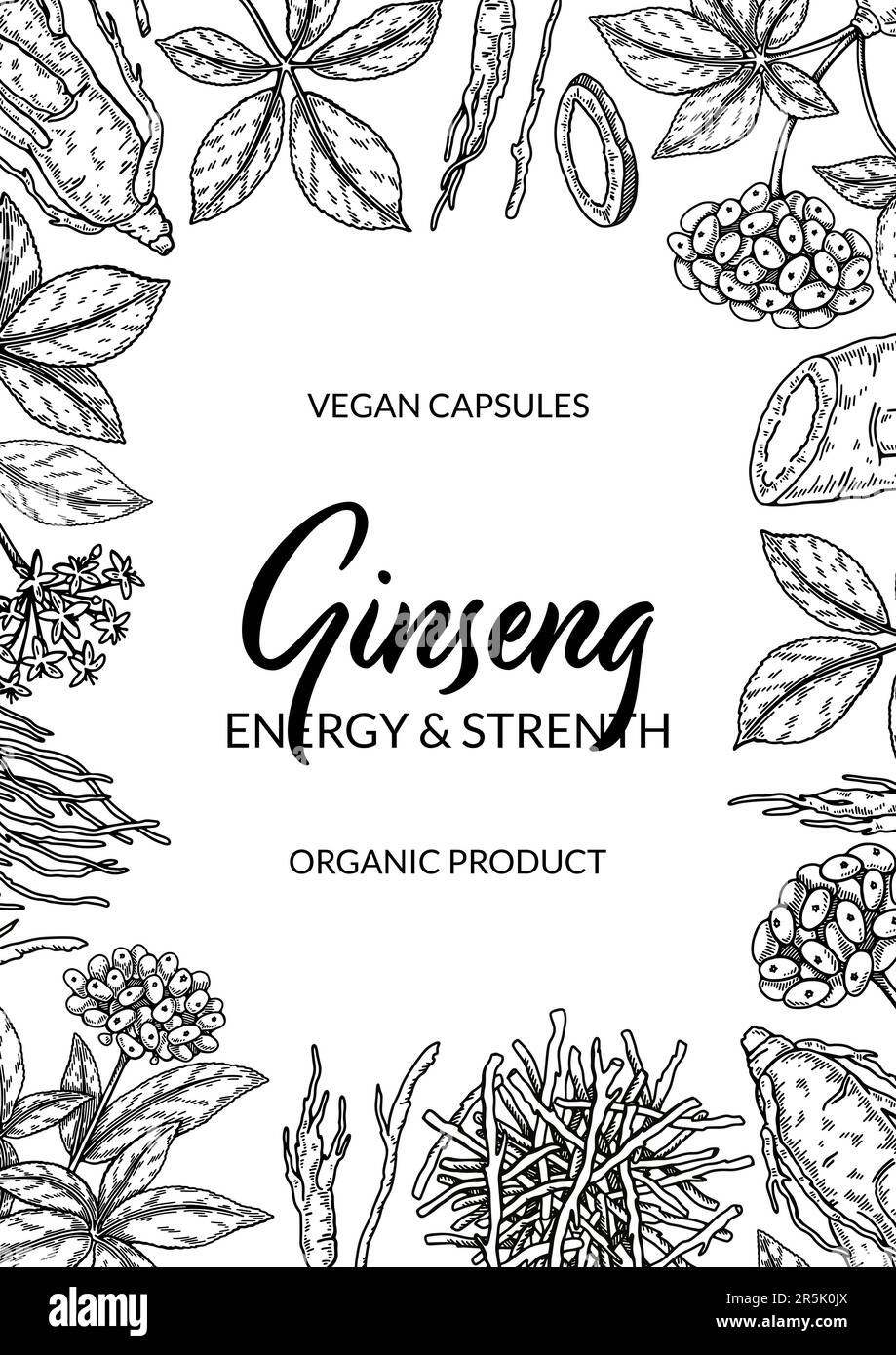 Ginseng vertical design. Hand drawn botanical vector illustration in sketch style. Can be used for packaging, label, badge. Herbal medicine background Stock Vector