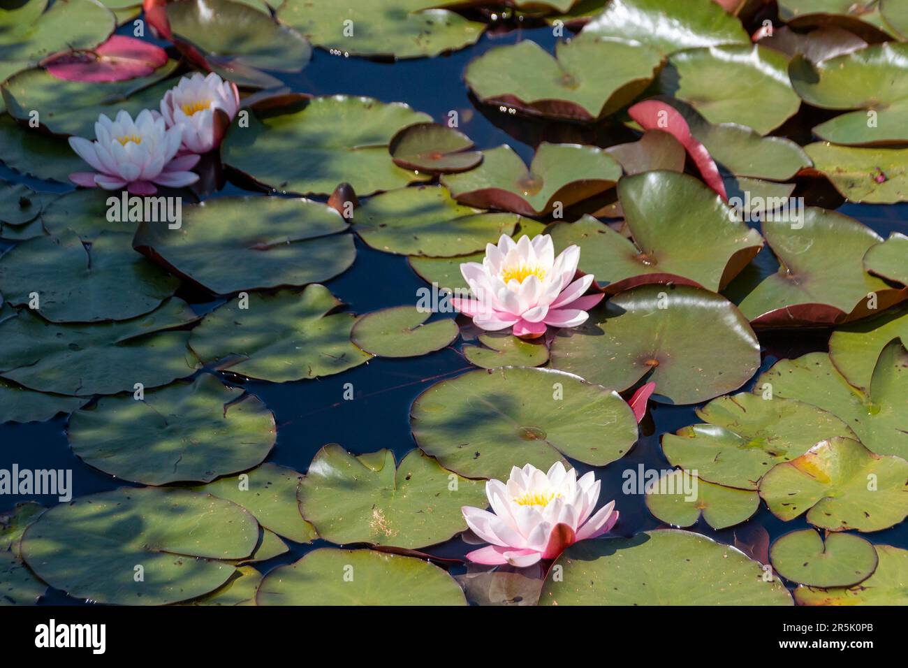 Water lily flower in village hi-res stock photography and images - Alamy