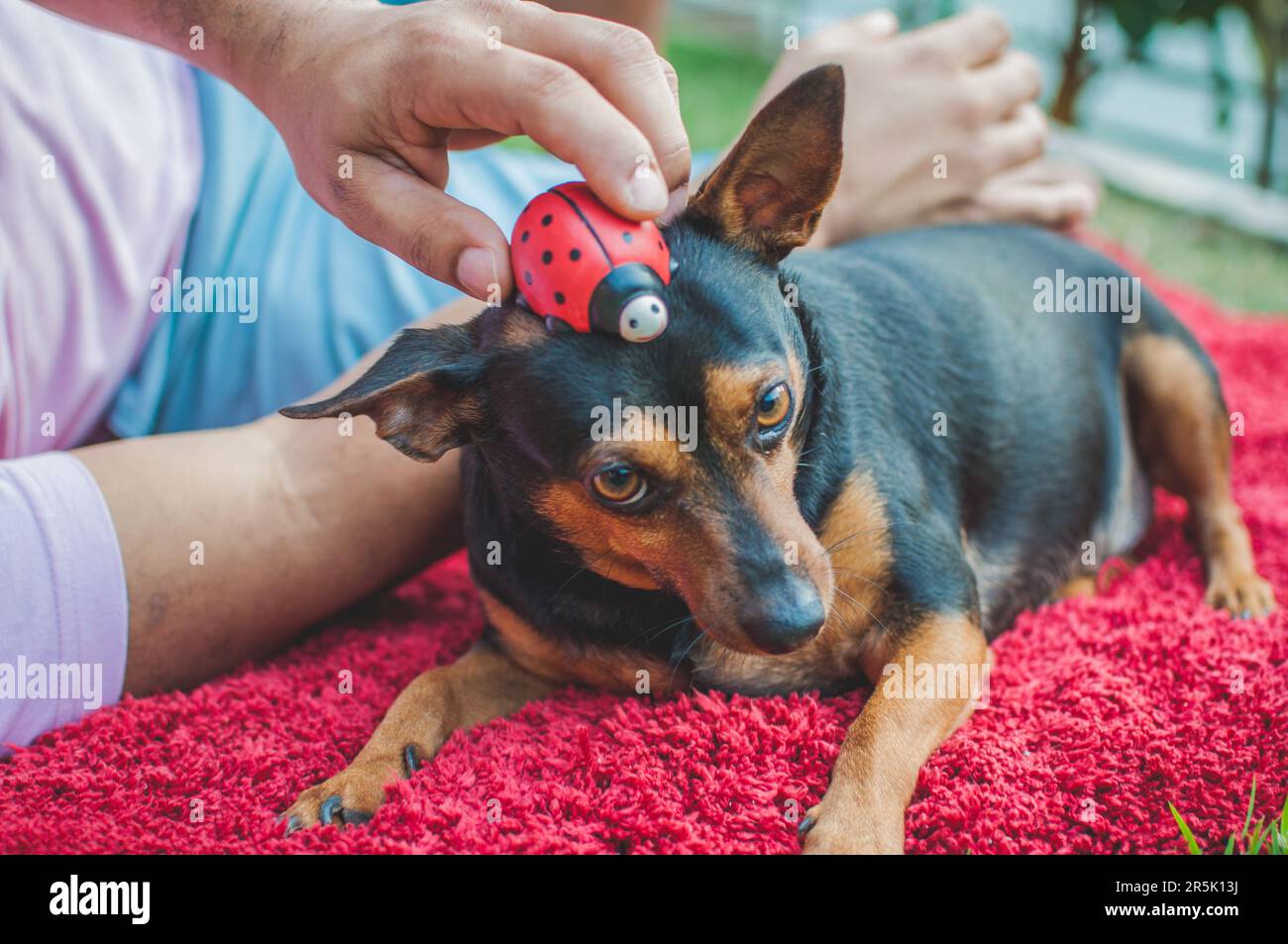 Photo of an elderly pinscher with a ceramic ladybug. Stock Photo