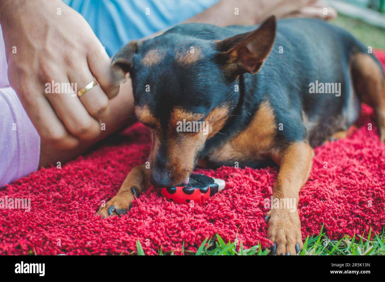 Photo of an elderly pinscher with a ceramic ladybug. Stock Photo