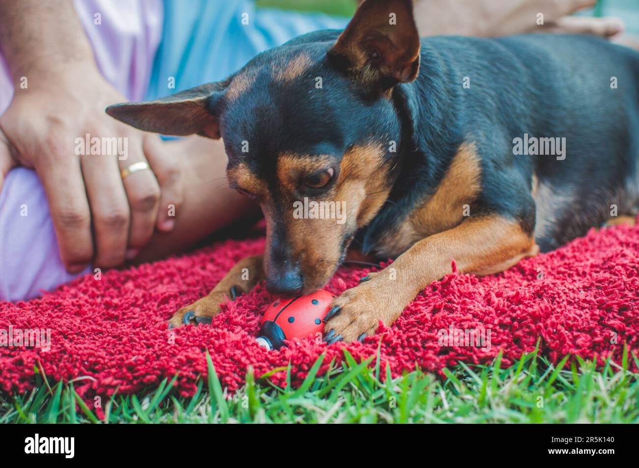 Photo of an elderly pinscher with a ceramic ladybug. Stock Photo