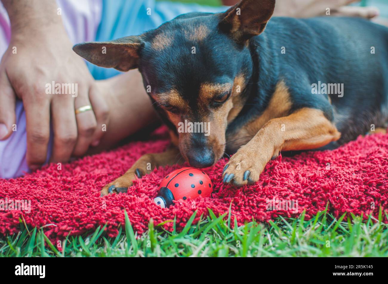 Photo of an elderly pinscher with a ceramic ladybug. Stock Photo