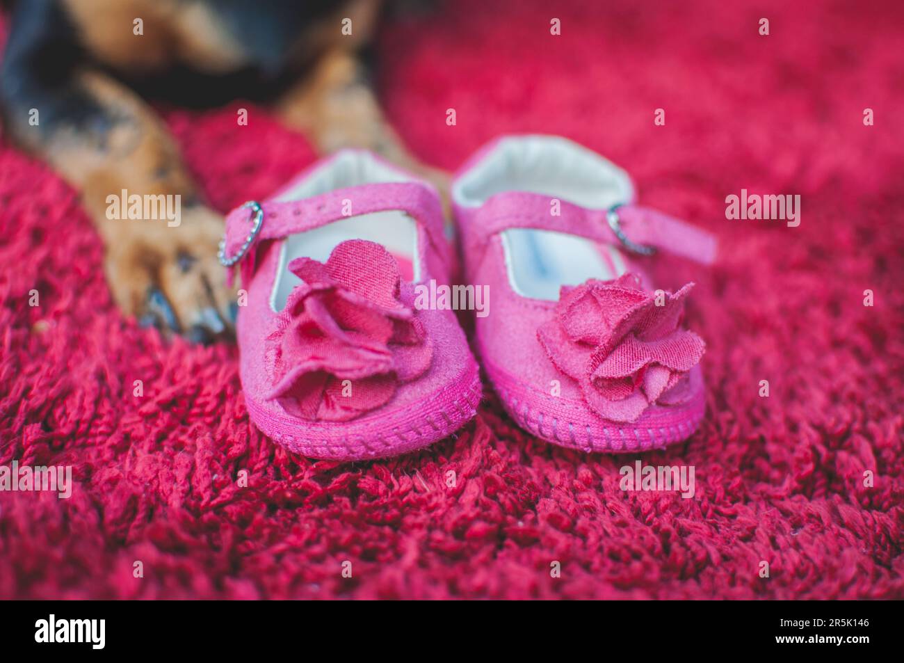 Detail of pink baby shoes. Dog s paws next to baby s booties Stock Photo Alamy