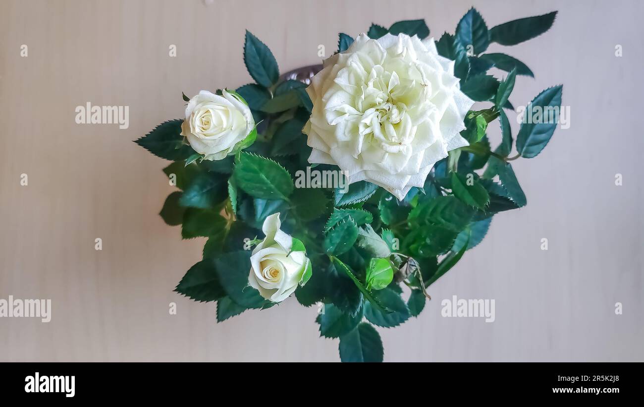 Miniature rose houseplant hi-res stock photography and images - Alamy