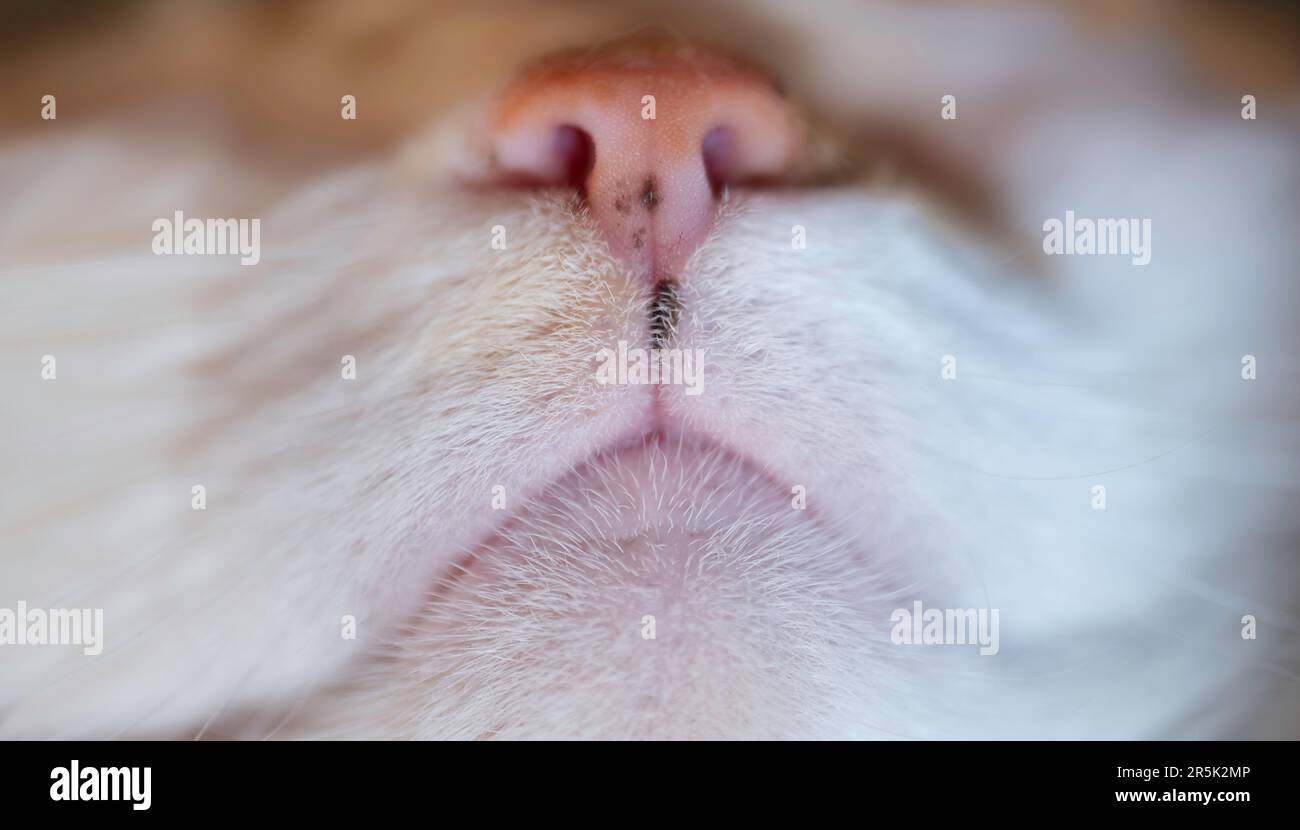 Front view of the nose and mouth of a red and white cat. Focused on the hairs and the nasal mirror Stock Photo