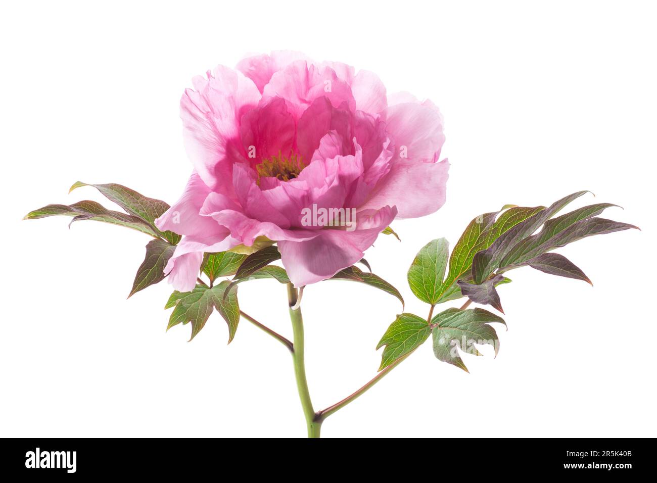 beautiful pink big tree peony flower isolated on white background Stock Photo