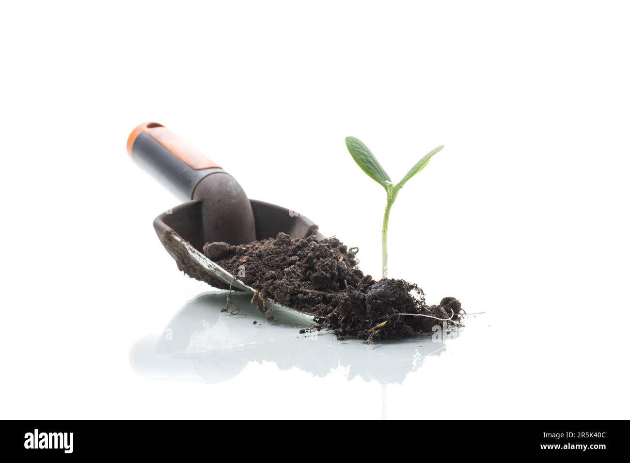 Green sprouts growing from soil isolated on white background Stock ...