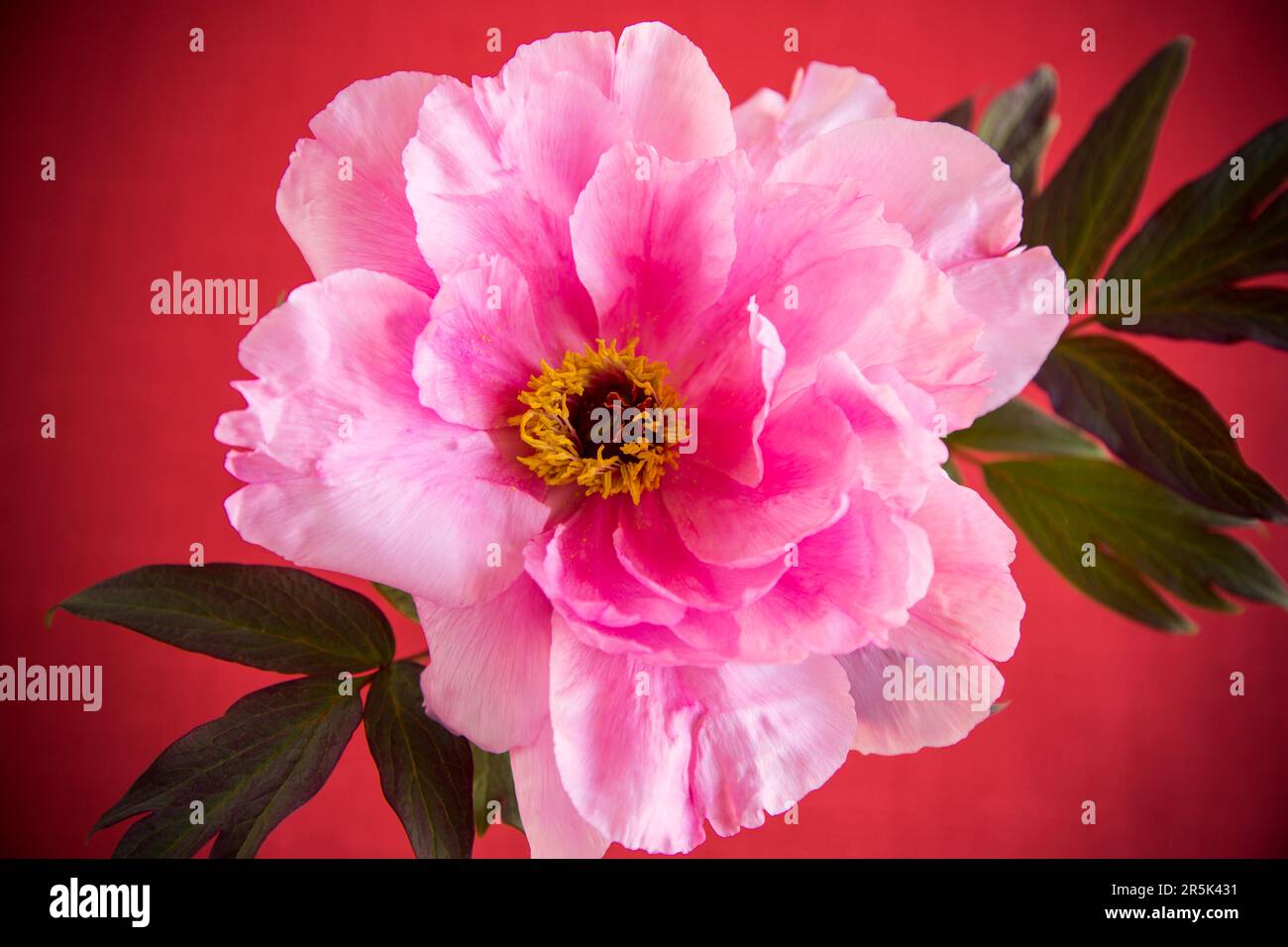 beautiful pink big tree peony flower isolated on red background Stock Photo