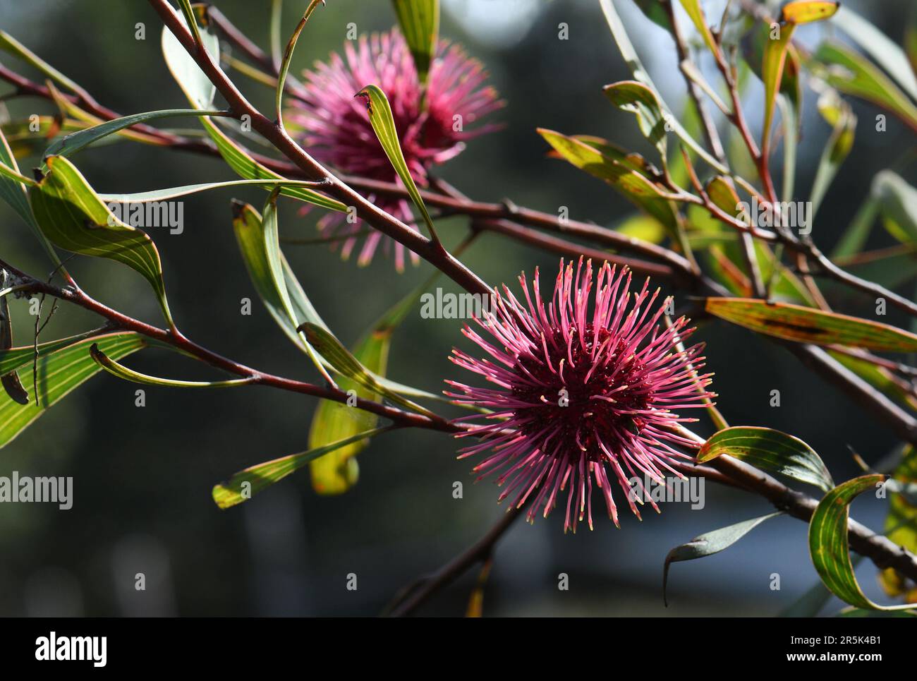 Back lit red pink spiked globular flowers of the Western Australian native Pin Cushion Hakea, Hakea laurina, family Proteaceae Stock Photo