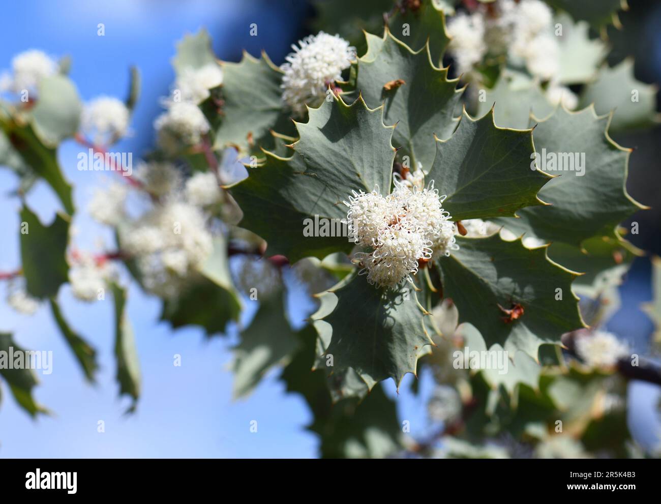 White flowers and holly-like leaves of the Australian native Hakea cristata, family Proteaceae. Endemic to Perth region of Western Australia Stock Photo