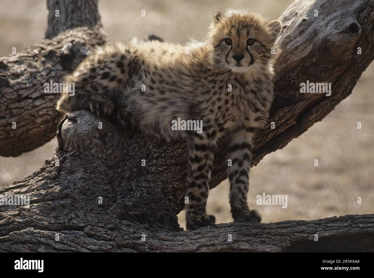 Large Rarge Cheetah The cheetah (Acinonyx jubatus) is a large cat native to Africa and ...