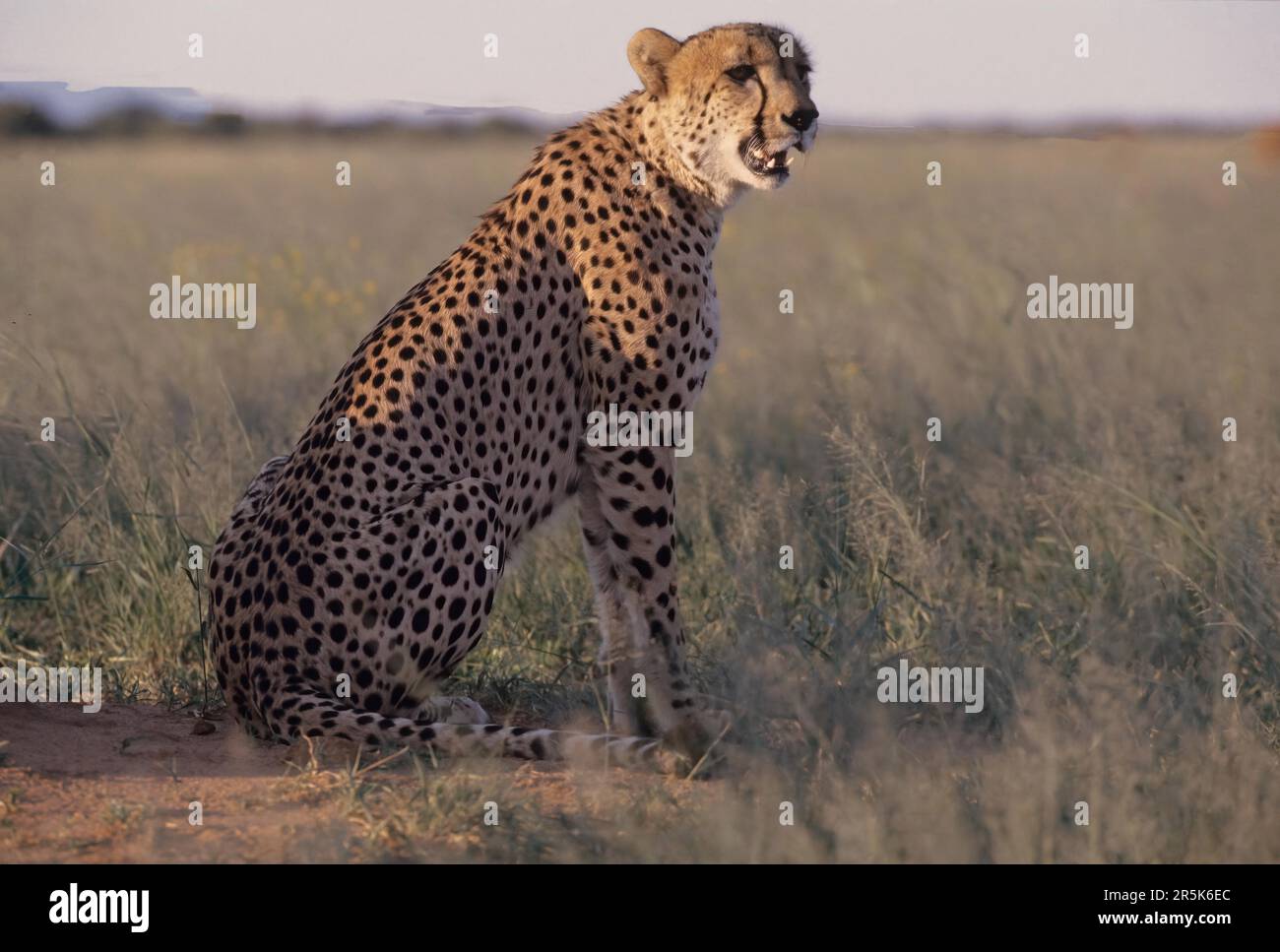 Large Rarge Cheetah The cheetah (Acinonyx jubatus) is a large cat native to Africa and ...