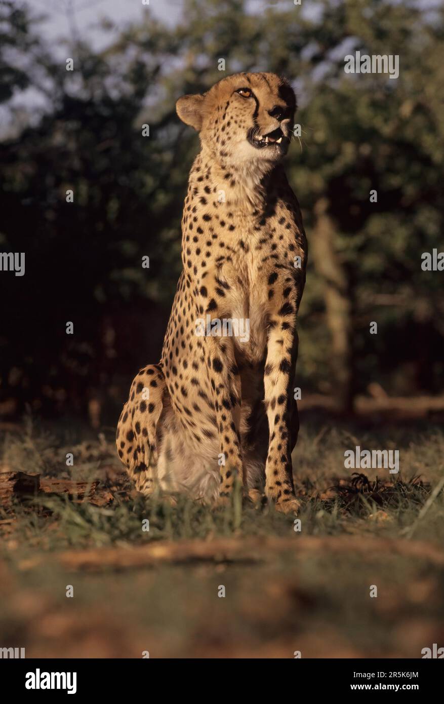 Large Rarge Cheetah The cheetah (Acinonyx jubatus) is a large cat native to Africa and ...