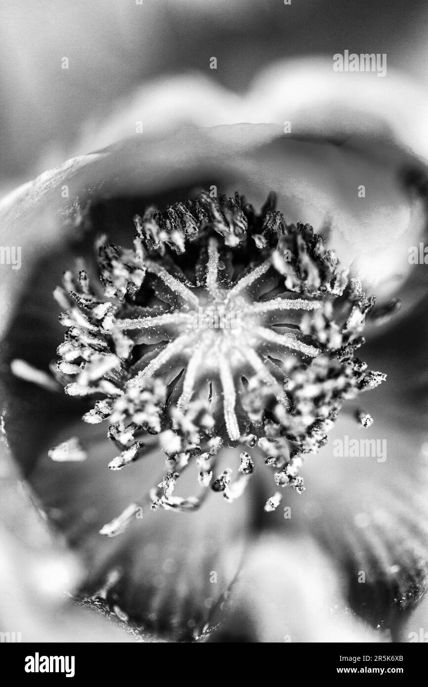 A close-up shot of a poppy (Papaver rhoeas) reveals radial symmetry and geometric design Stock Photo