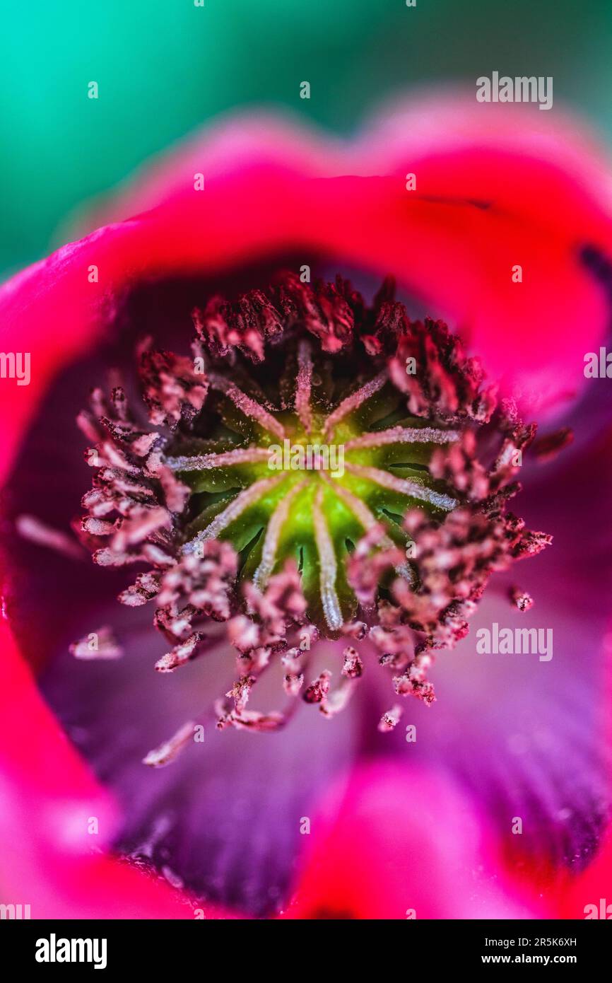 A close-up shot of a poppy (Papaver rhoeas) reveals radial symmetry and geometric design Stock Photo