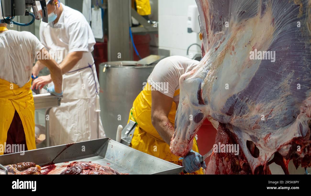 Employees of a slaughterhouse butchering cattle Stock Photo