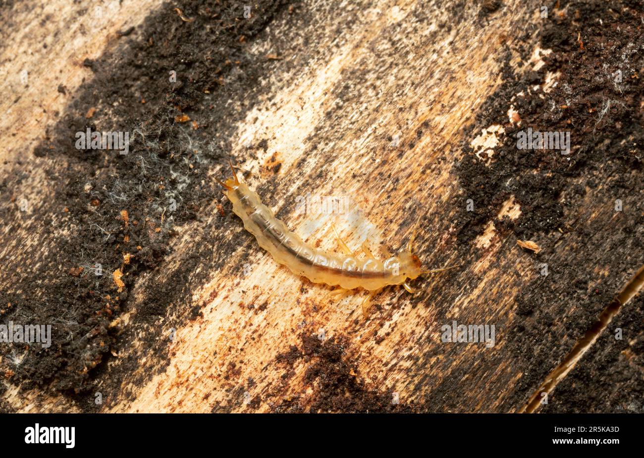 Dendrophagus crenatus larva on coniferous wood Stock Photo