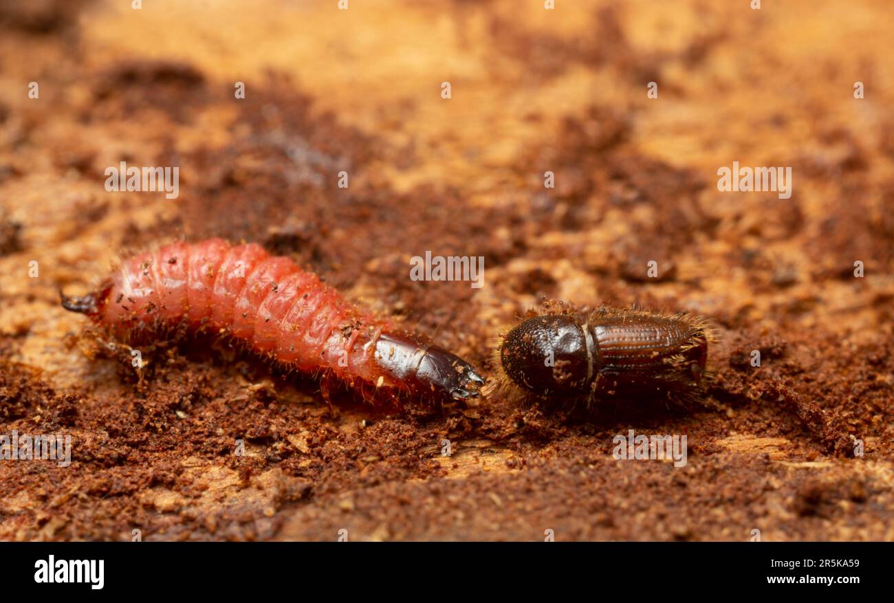 Ant beetle, Thanasimus formicarius larva and European spruce bark beetle, Ips typographus on coniferous wood Stock Photo