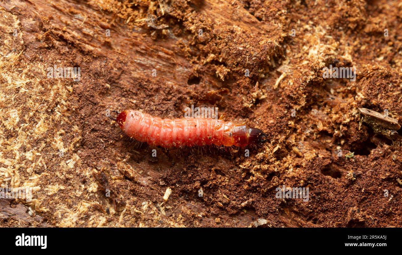 Ant beetle, Thanasimus formicarius larva on coniferous wood Stock Photo