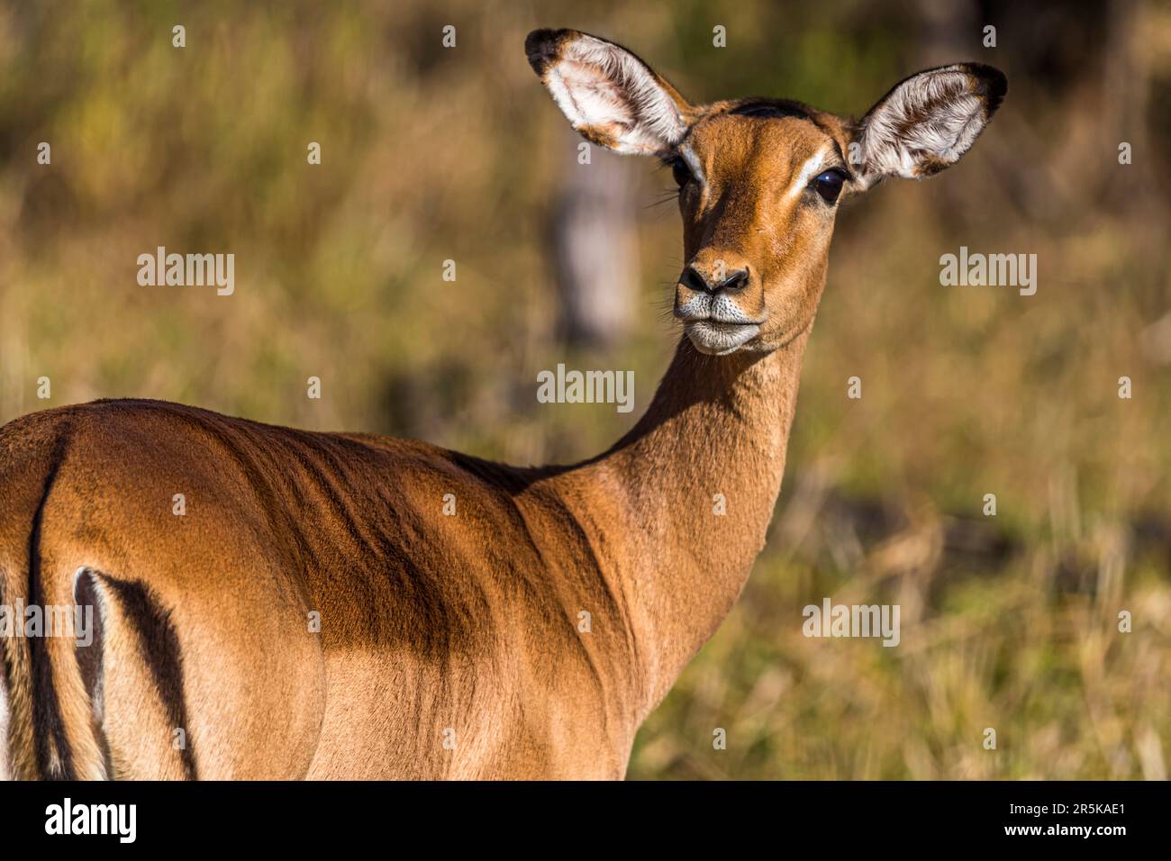Impala in Majete Wildlife Reserve, Malawi Stock Photo