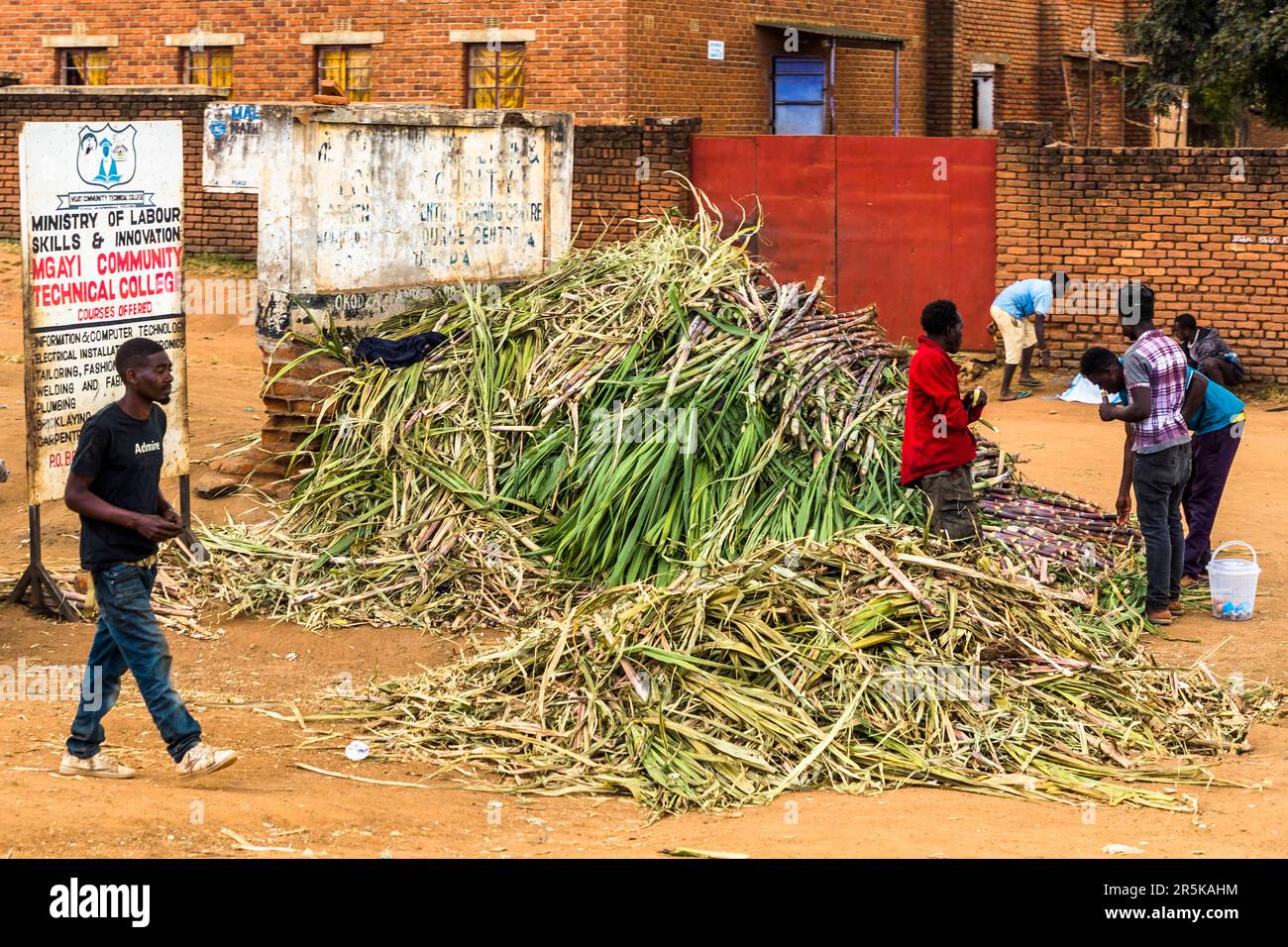 Street sale of sugar cane for immediate consumption in Nathenje, Malawi Stock Photo