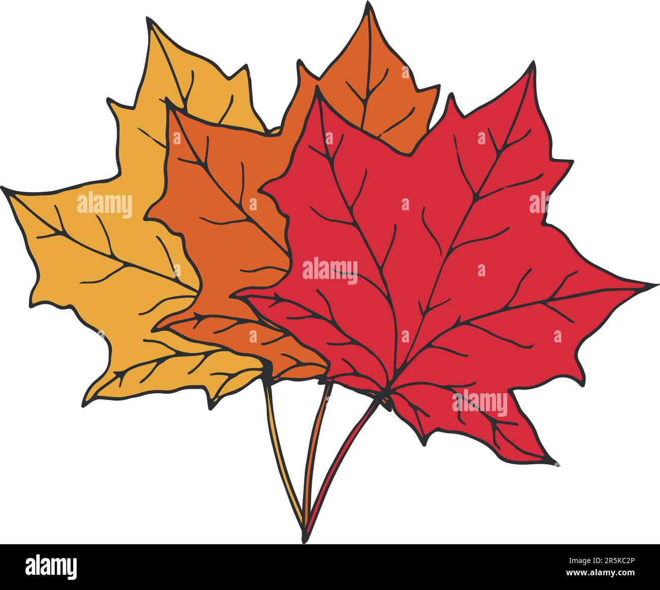 Three maple leaves in different autumn colors red, orange and yellow. Hand drawn botanical elements isolated on white background Stock Vector