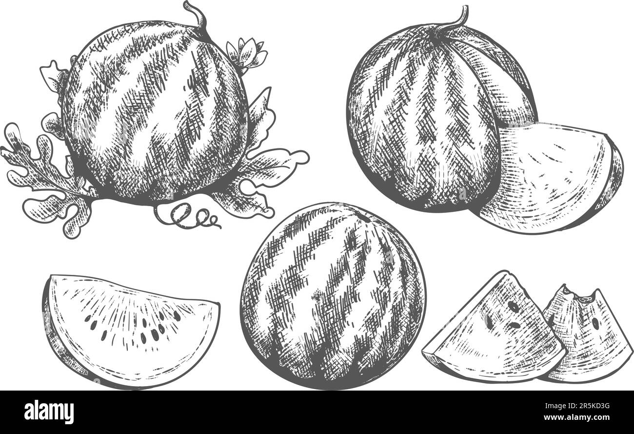 Melon and watermelon Black and White Stock Photos & Images Alamy