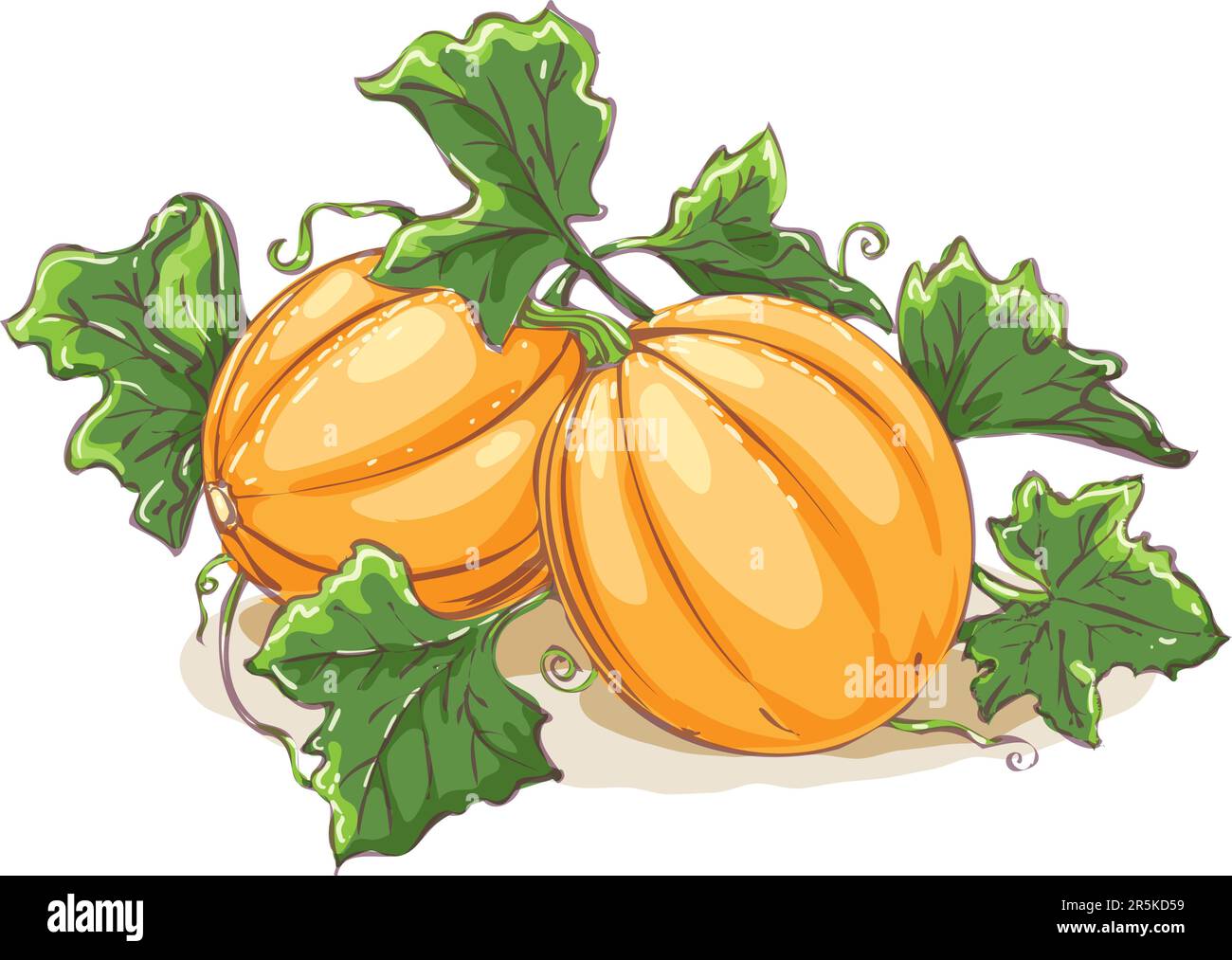 Pumpkin melon colour sketch Stock Vector