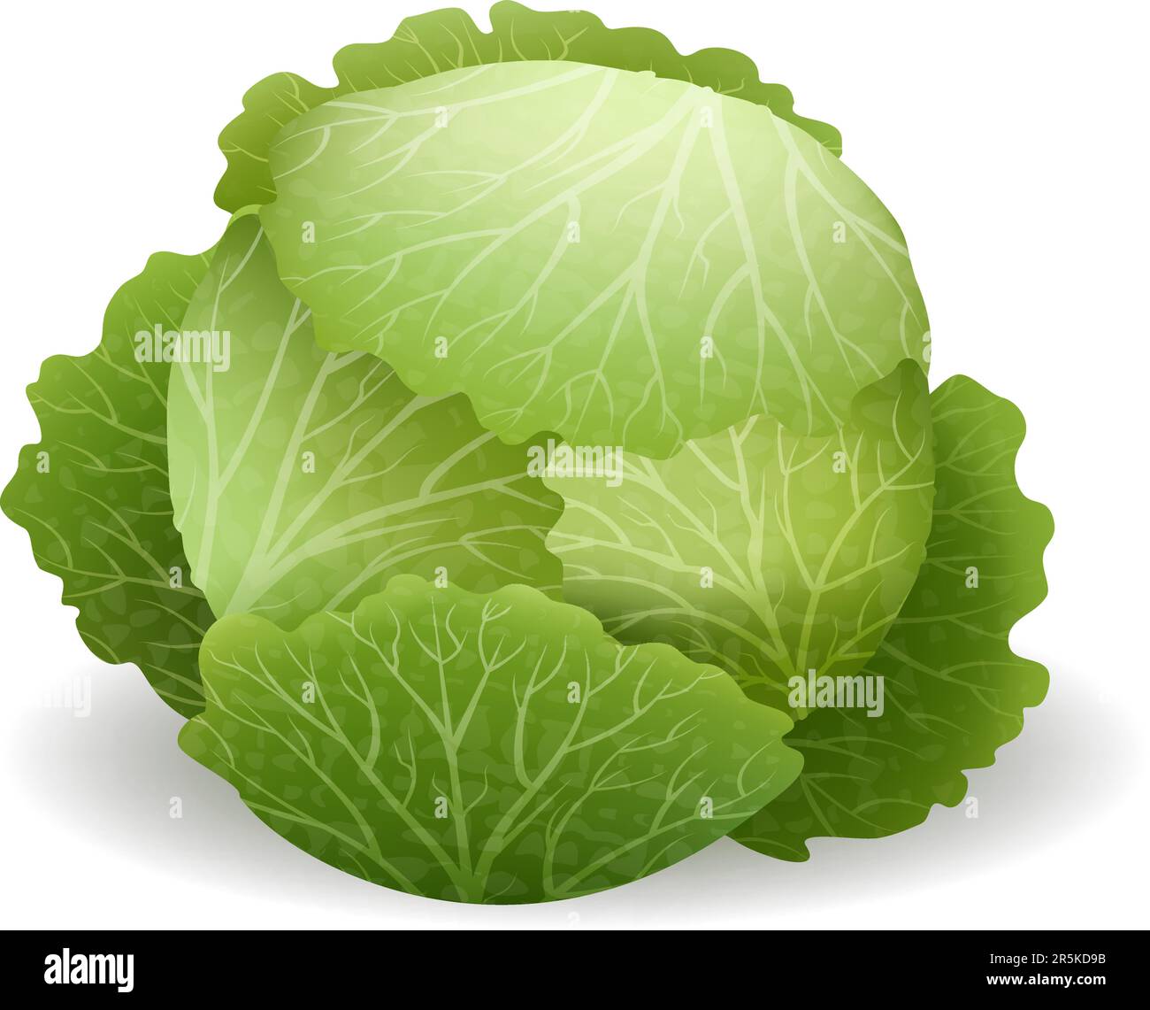 Realistic fresh cabbage Stock Vector