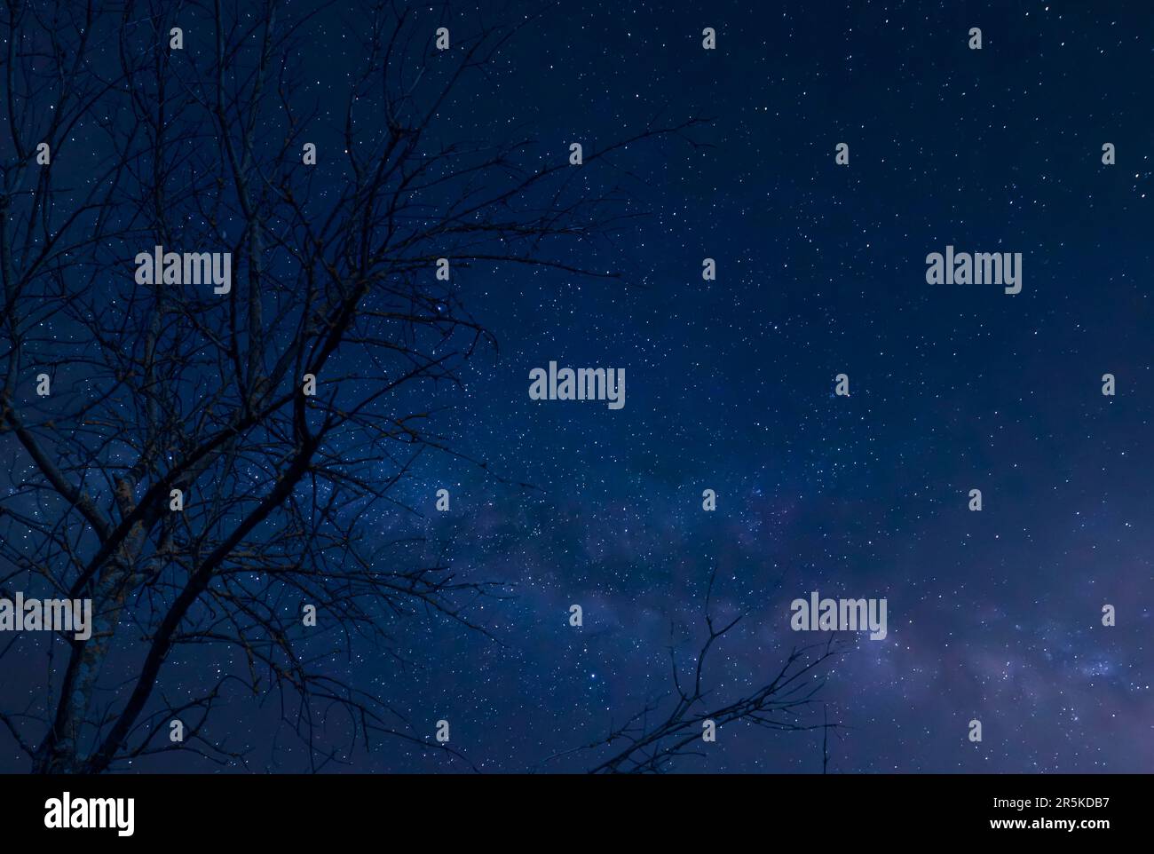 Leafless tree with milky way and starry sky background Stock Photo - Alamy
