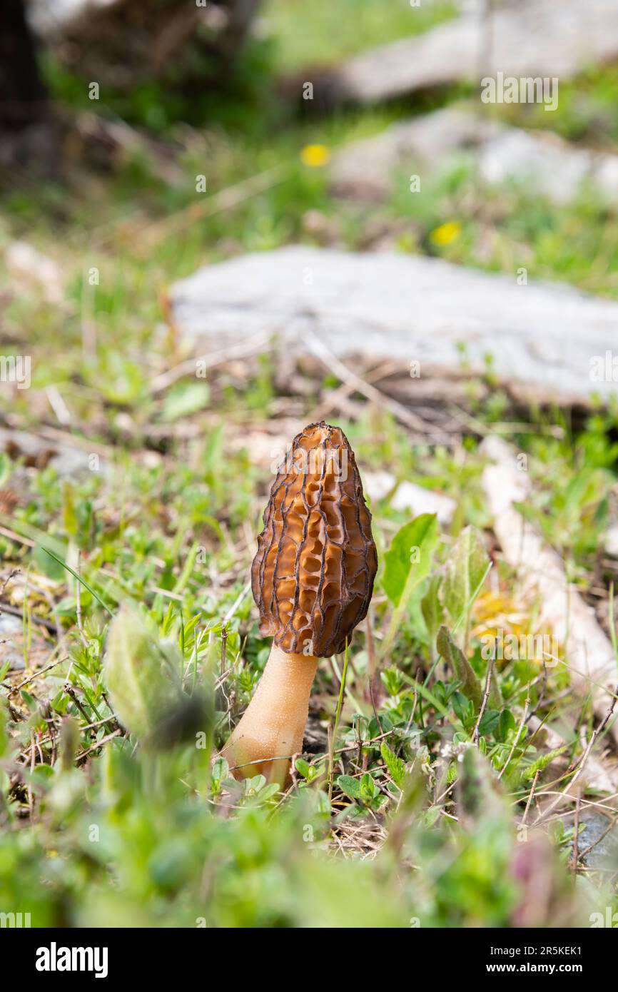 A captivating closeup photograph of a Morel mushroom found in the scenic mountains of northern Italy. Stock Photo