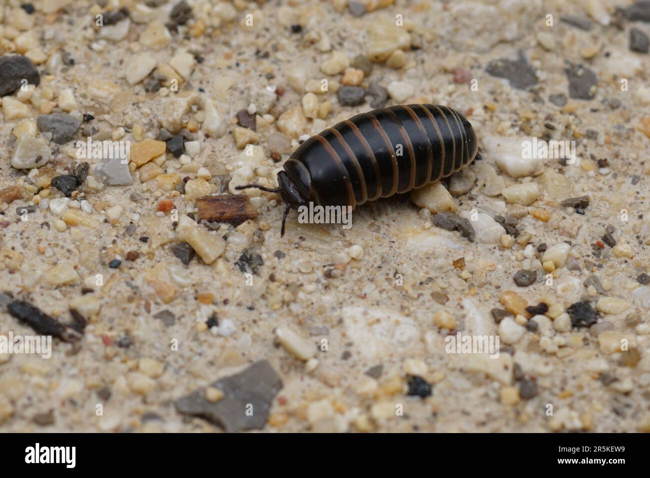 Natural closeup on a Glomeris marginata milliped resembling a pill-bug woodlouse Stock Photo